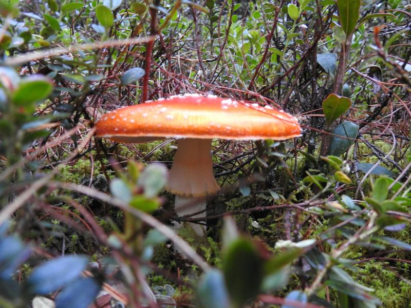 Master of Operations & Production Engineering